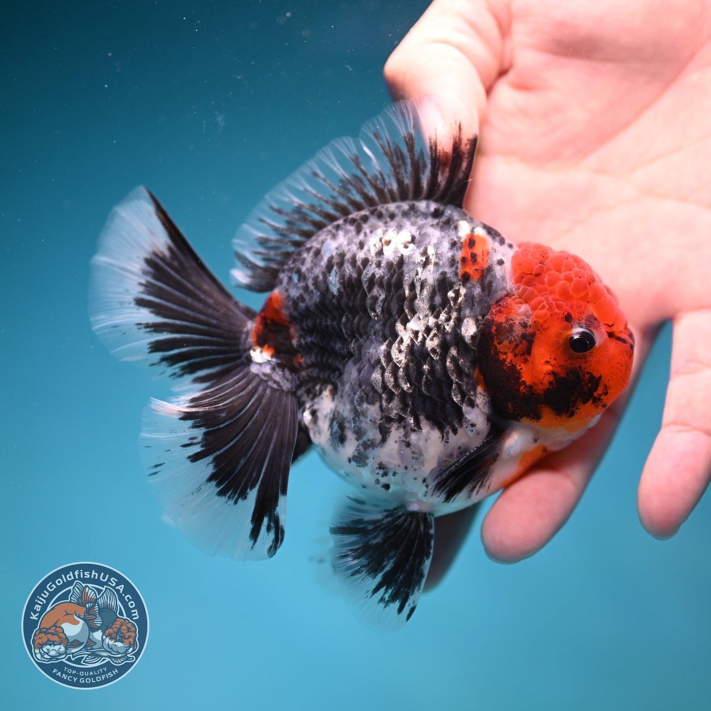 Red Head Kirin Oranda 3.5 inch Body (260814_OR23)