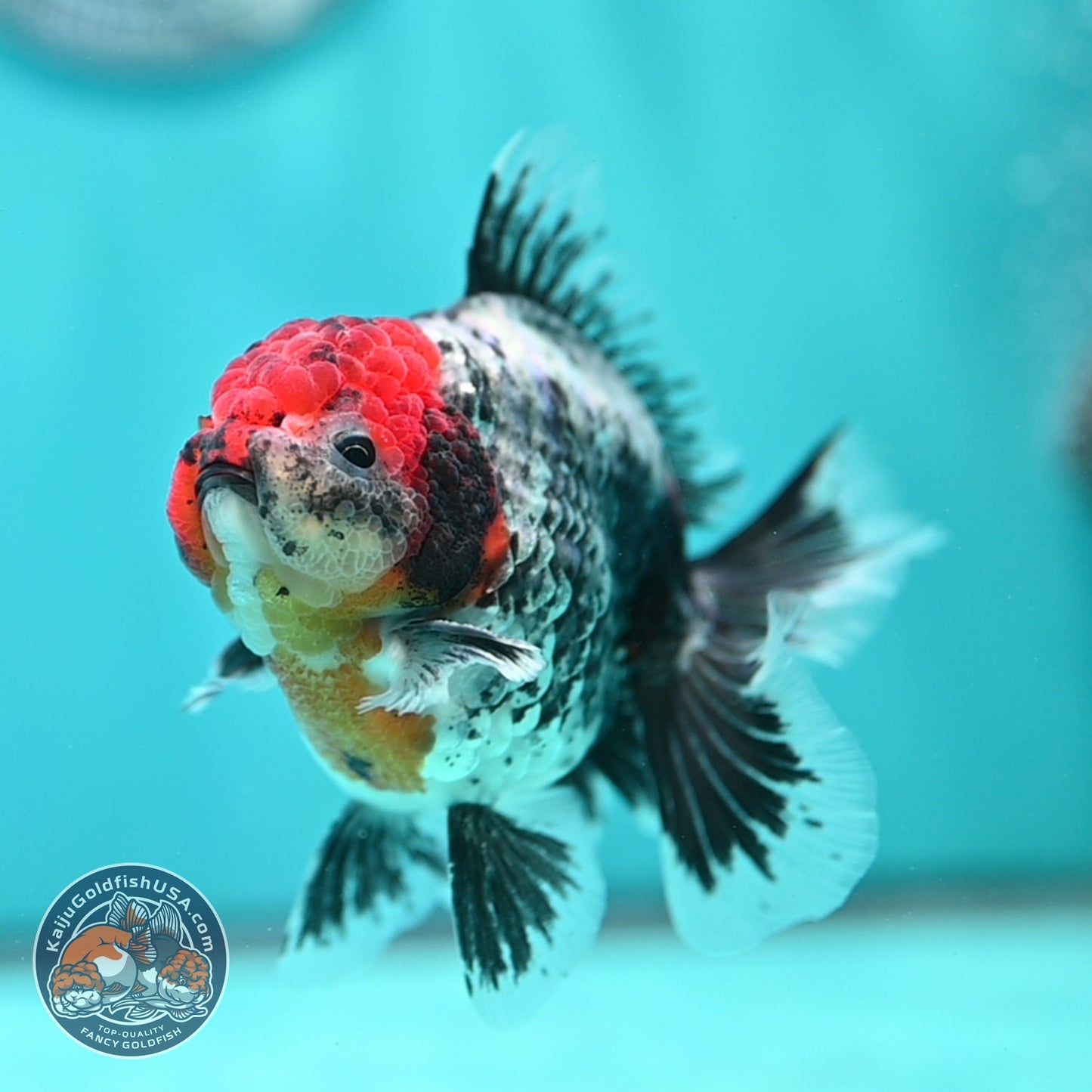 Red Head Kirin Oranda 3.5 inch Body (260814_OR23)