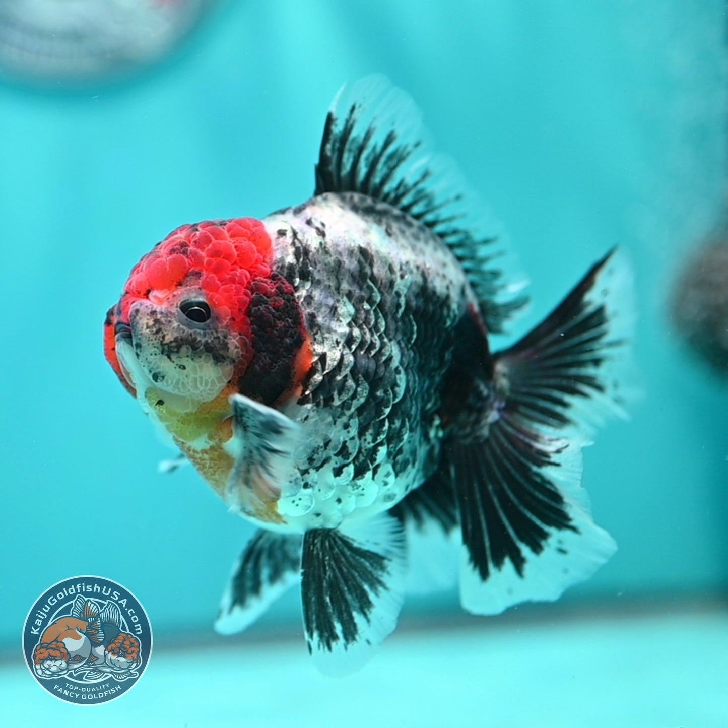 Red Head Kirin Oranda 3.5 inch Body (260814_OR23)
