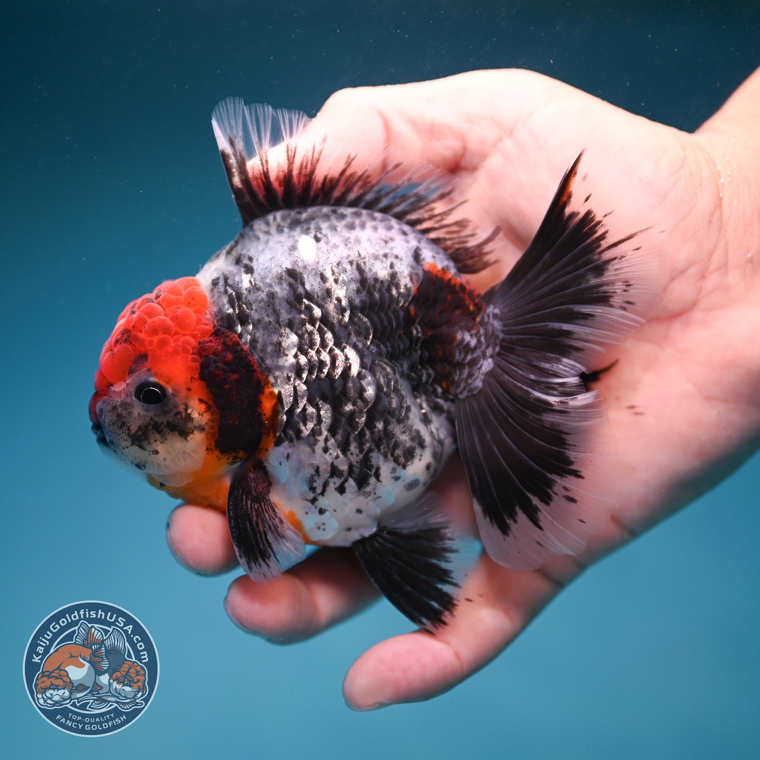 Red Head Kirin Oranda 3.5 inch Body (260814_OR23)