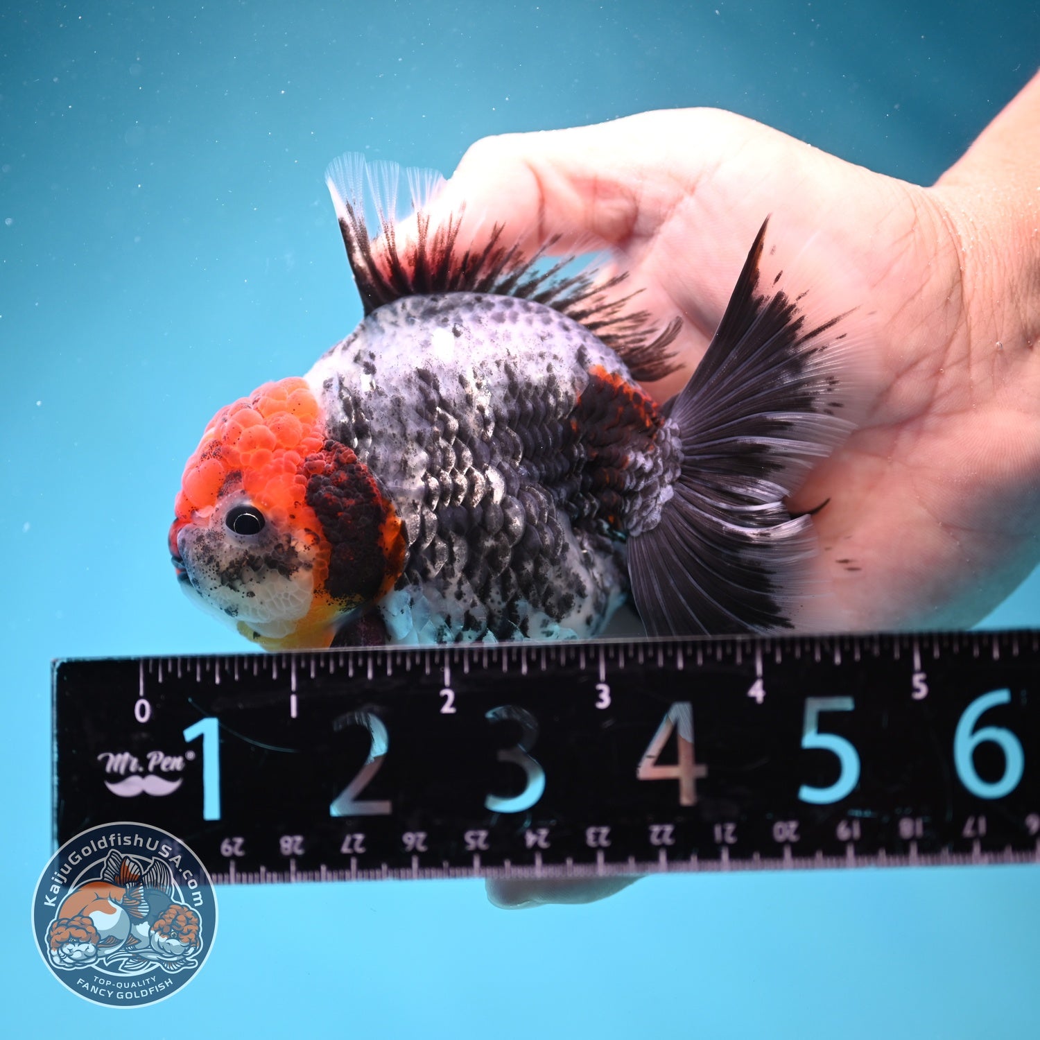 Red Head Kirin Oranda 3.5 inch Body (260814_OR23)