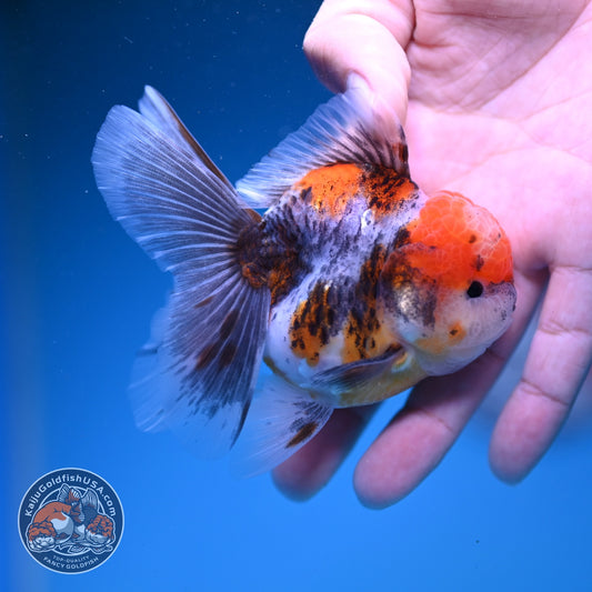 Red Head Tricolor Sakura Oranda 3 inch Body (261016_OR03)