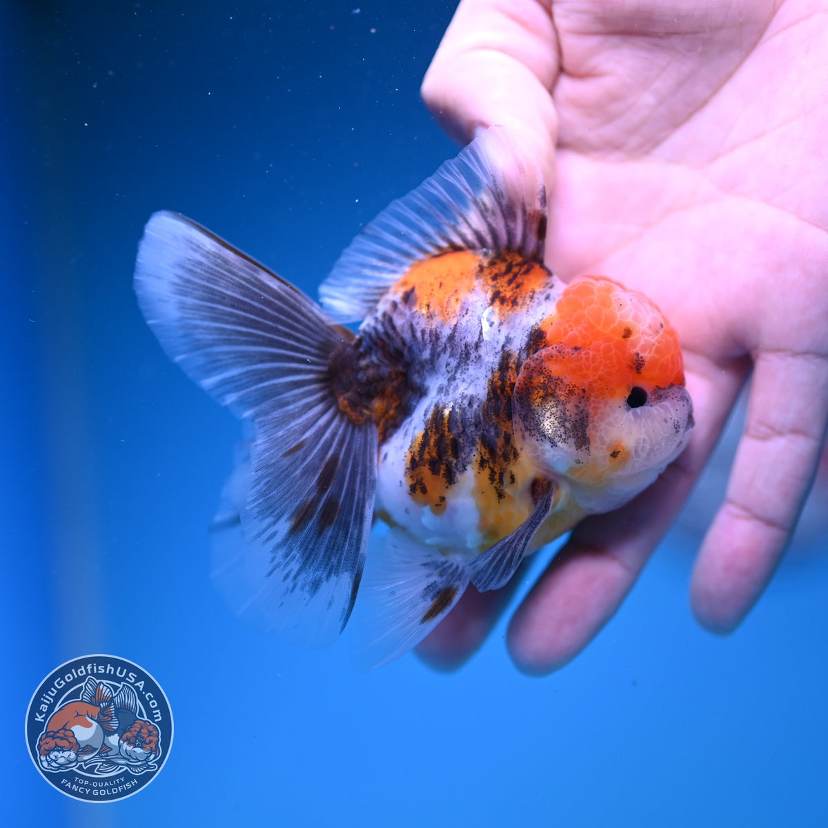 Red Head Tricolor Sakura Oranda 3 inch Body (261016_OR03)