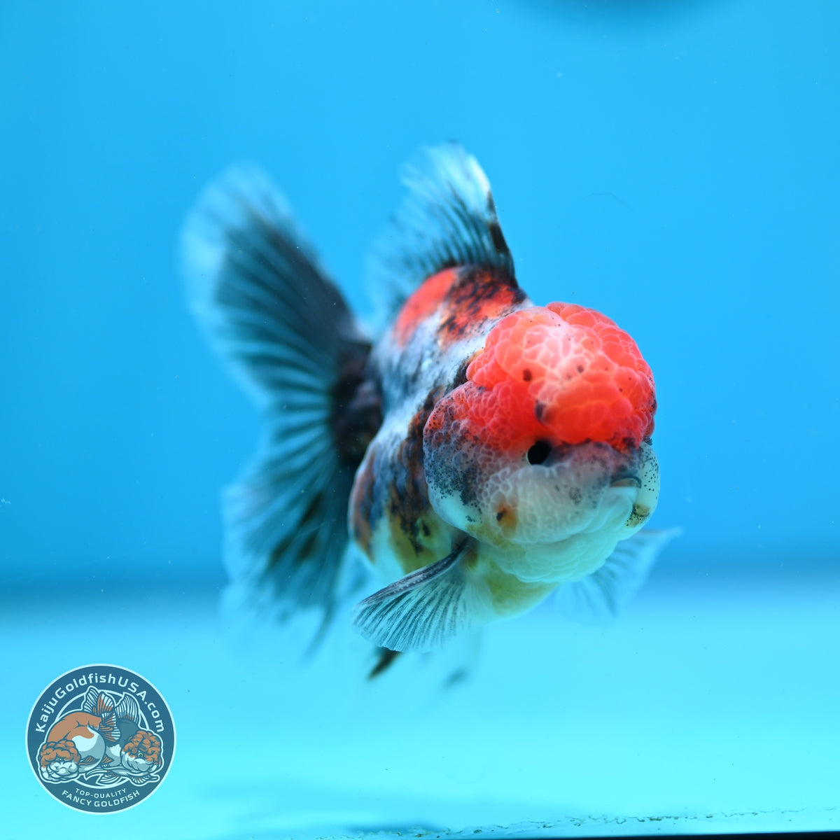 Red Head Tricolor Sakura Oranda 3 inch Body (261016_OR03)