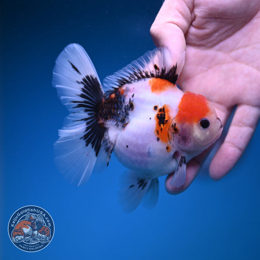 Red Head Tricolor Sakura Oranda 3.5 inch Body (261016_OR02)