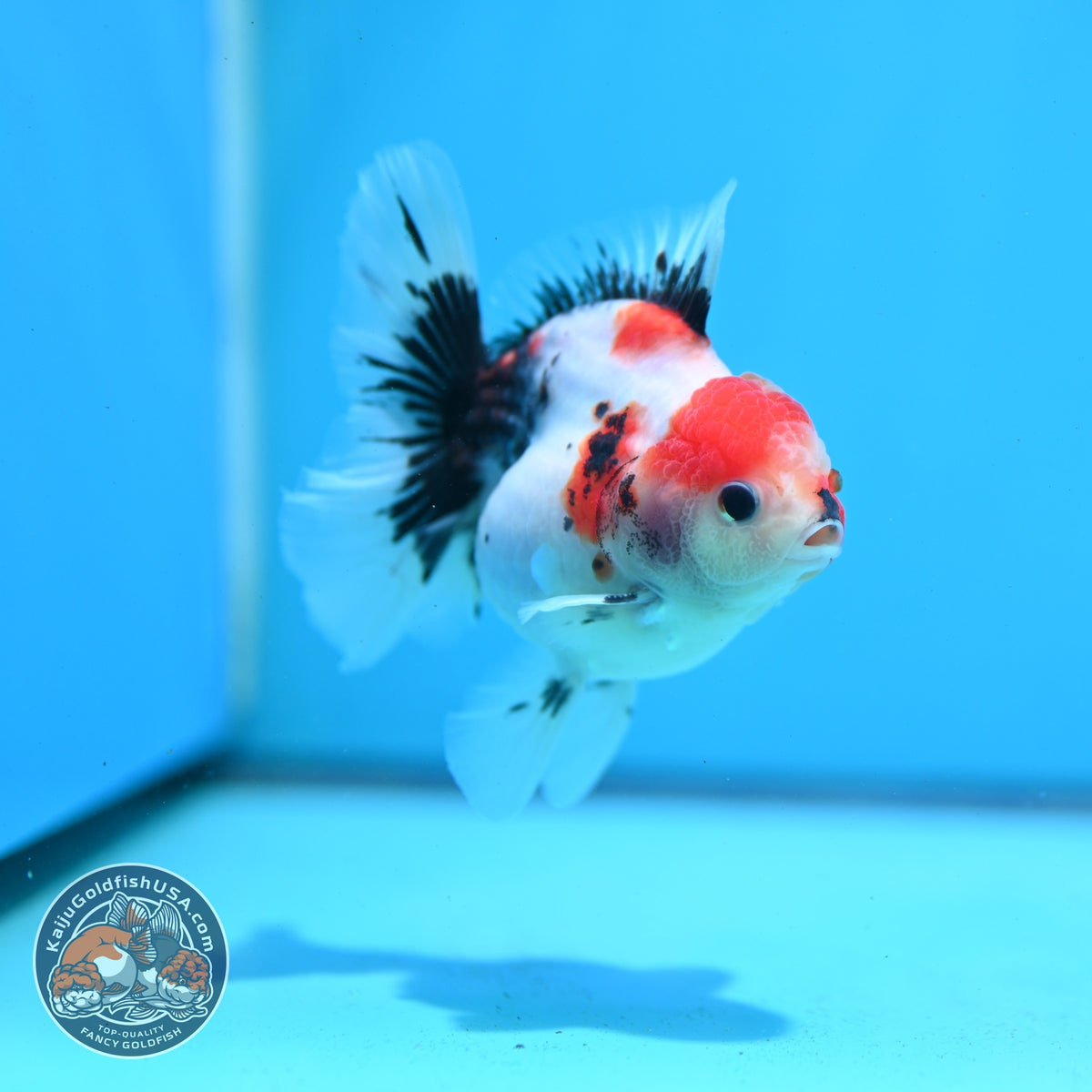 Red Head Tricolor Sakura Oranda 3.5 inch Body (261016_OR02)