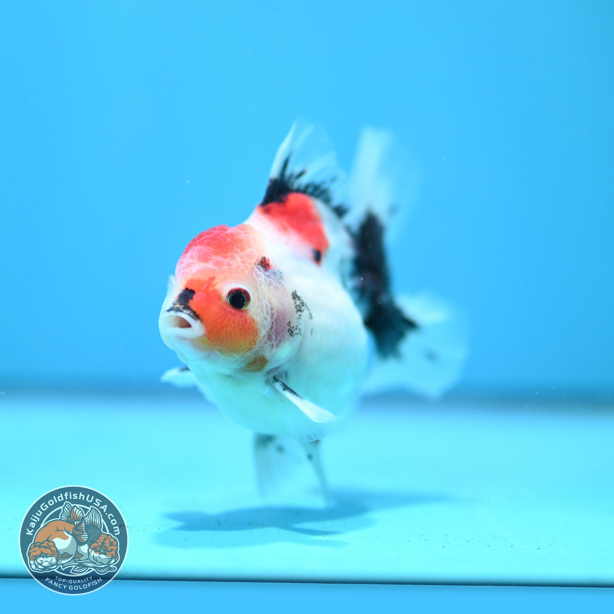 Red Head Tricolor Sakura Oranda 3.5 inch Body (261016_OR02)