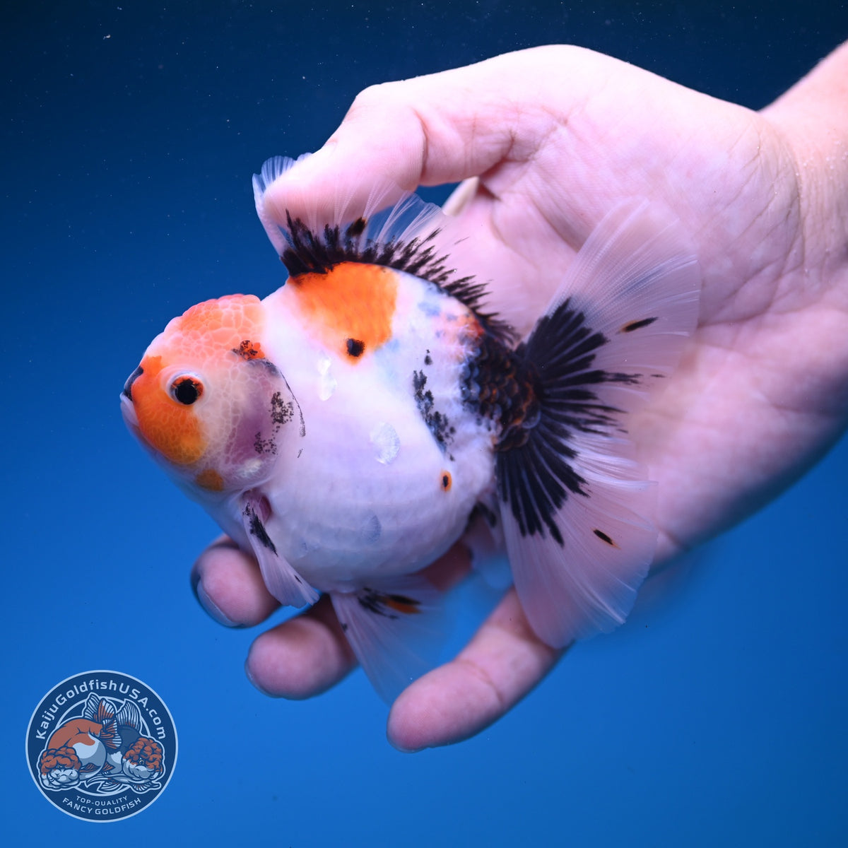 Red Head Tricolor Sakura Oranda 3.5 inch Body (261016_OR02)