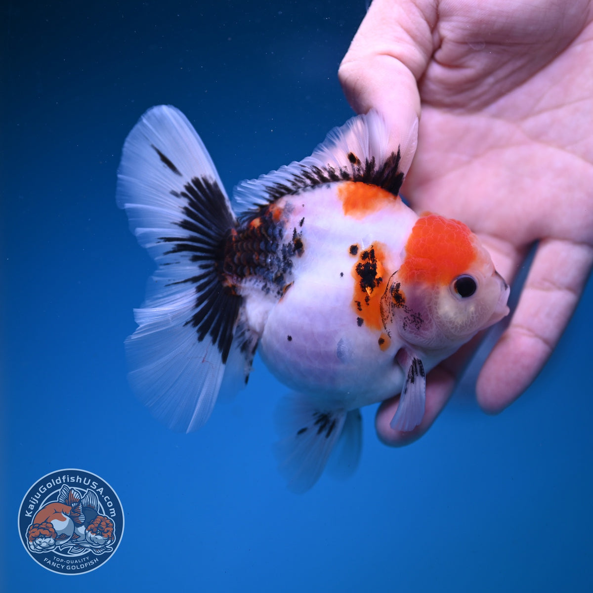 Red Head Tricolor Sakura Oranda 3.5 inch Body (261016_OR02)