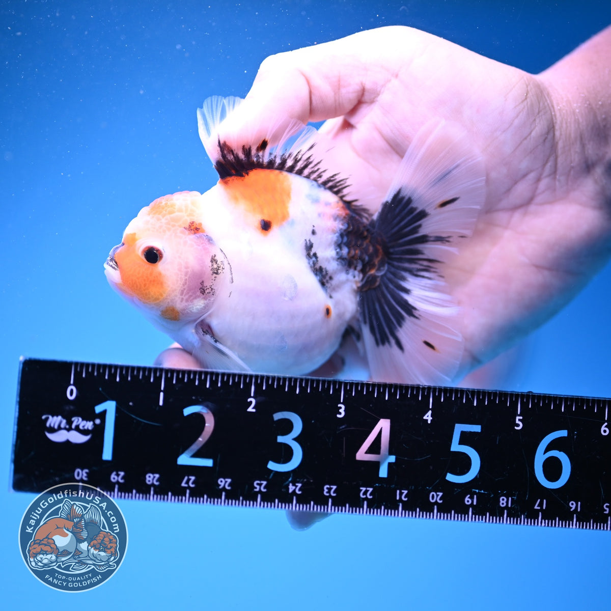 Red Head Tricolor Sakura Oranda 3.5 inch Body (261016_OR02)