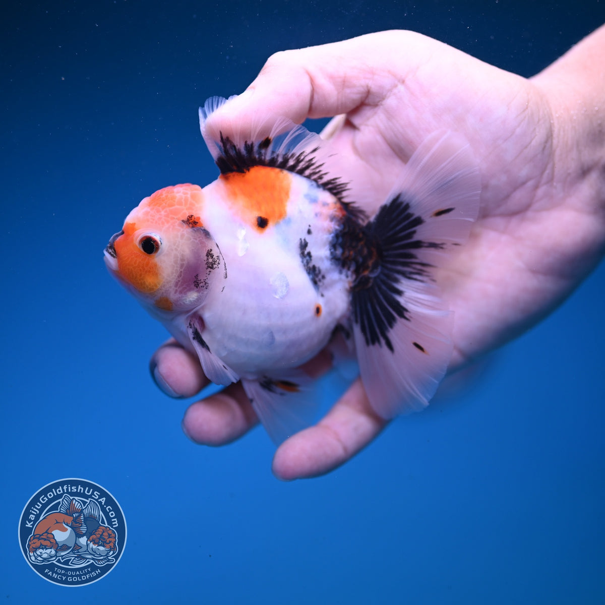 Red Head Tricolor Sakura Oranda 3.5 inch Body (261016_OR02)