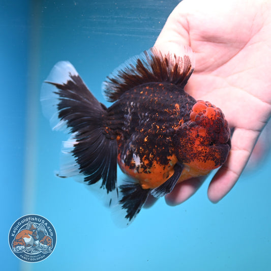 Red Kirin Oranda 4 inch Body (260911_OR06)