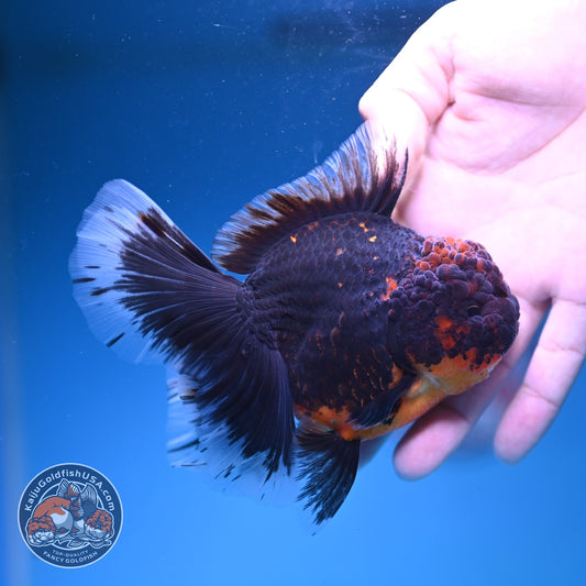 Red Kirin Oranda 4 inch Body (261016_OR09)