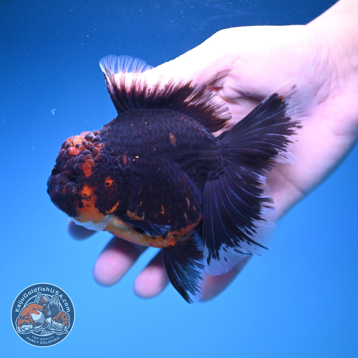 Red Kirin Oranda 4 inch Body (261016_OR09)
