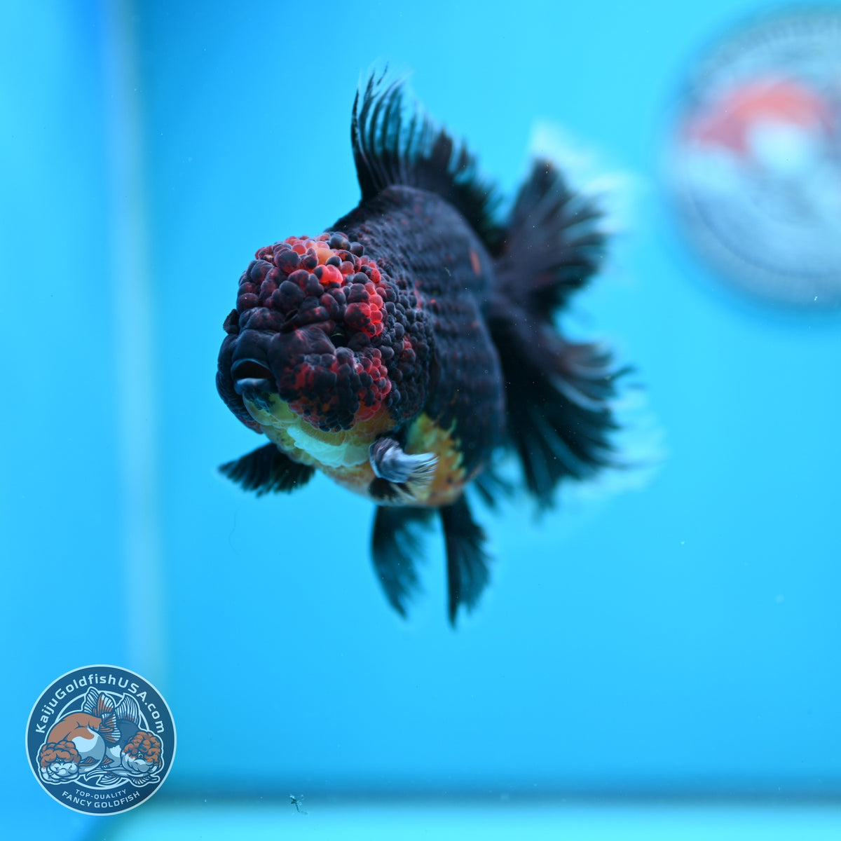 Red Kirin Oranda 4 inch Body (261016_OR09)