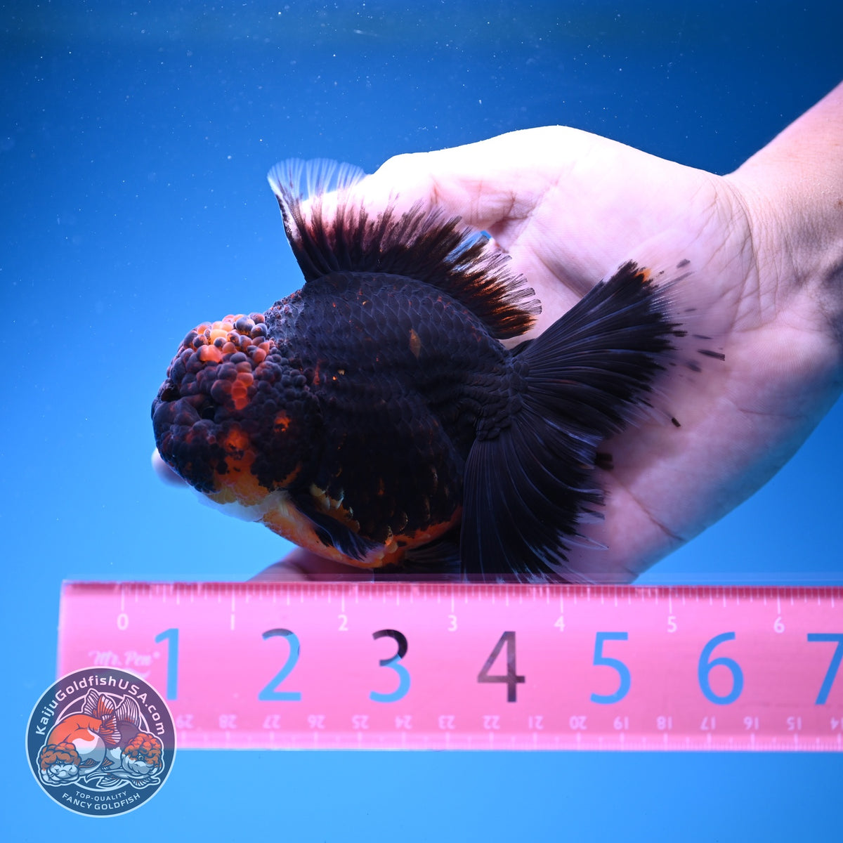 Red Kirin Oranda 4 inch Body (261016_OR09)
