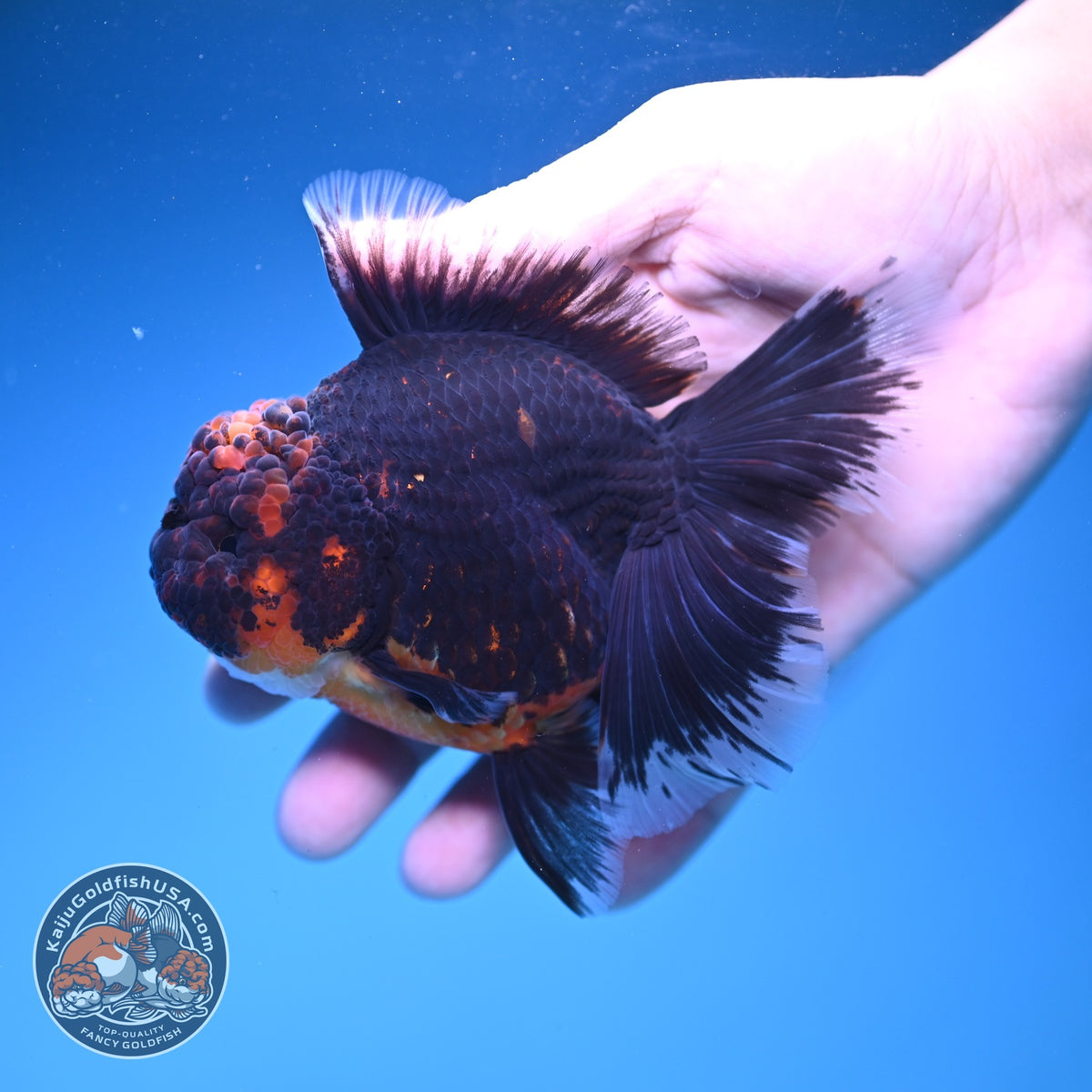 Red Kirin Oranda 4 inch Body (261016_OR09)