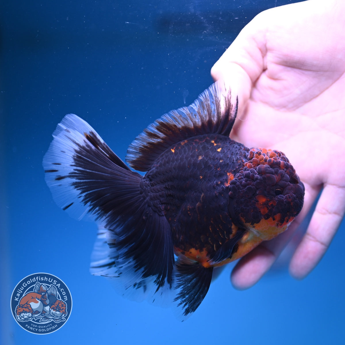 Red Kirin Oranda 4 inch Body (261016_OR09)