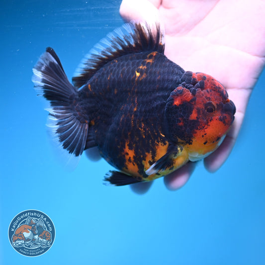 Red Kirin Oranda inch Body (260911_OR10)