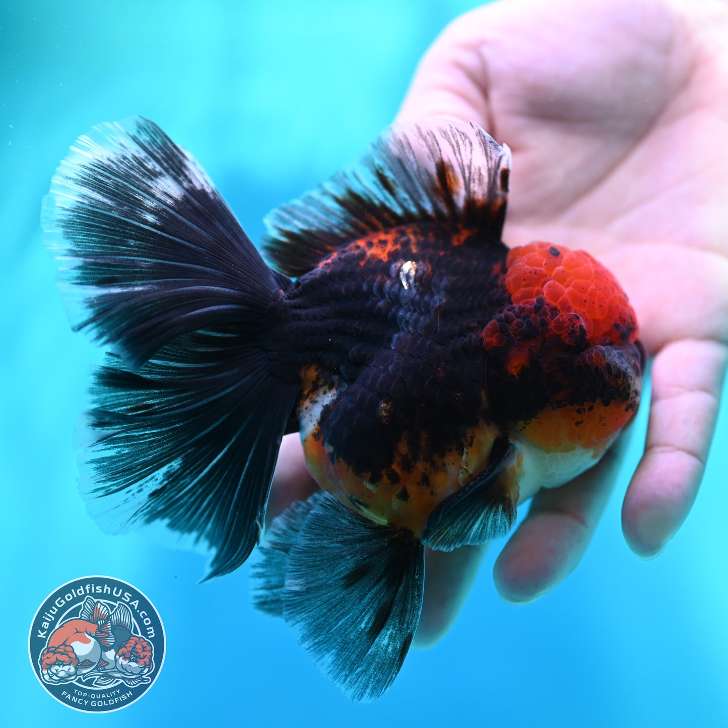 Red Kirin Orchid Tail Oranda 3.5 inch Body (260501_OR10)
