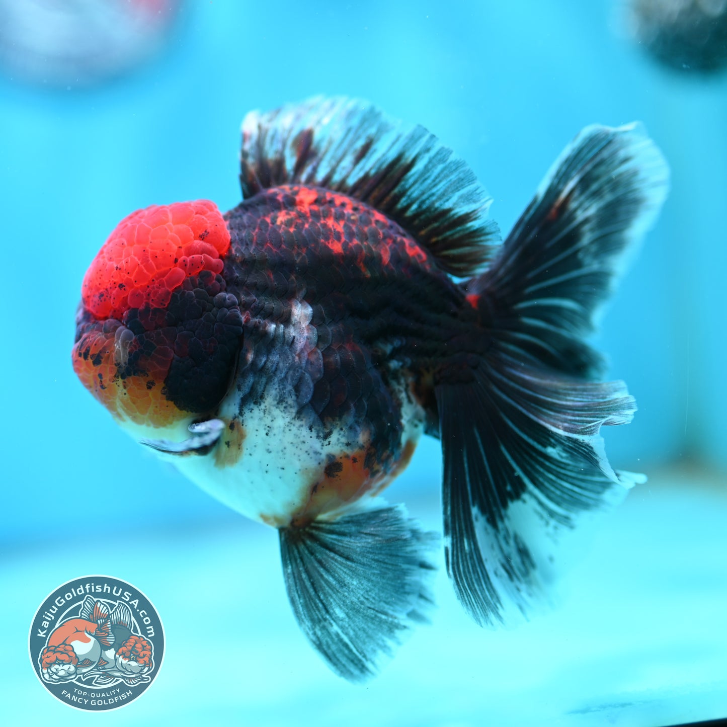 Red Kirin Orchid Tail Oranda 3.5 inch Body (260501_OR10)