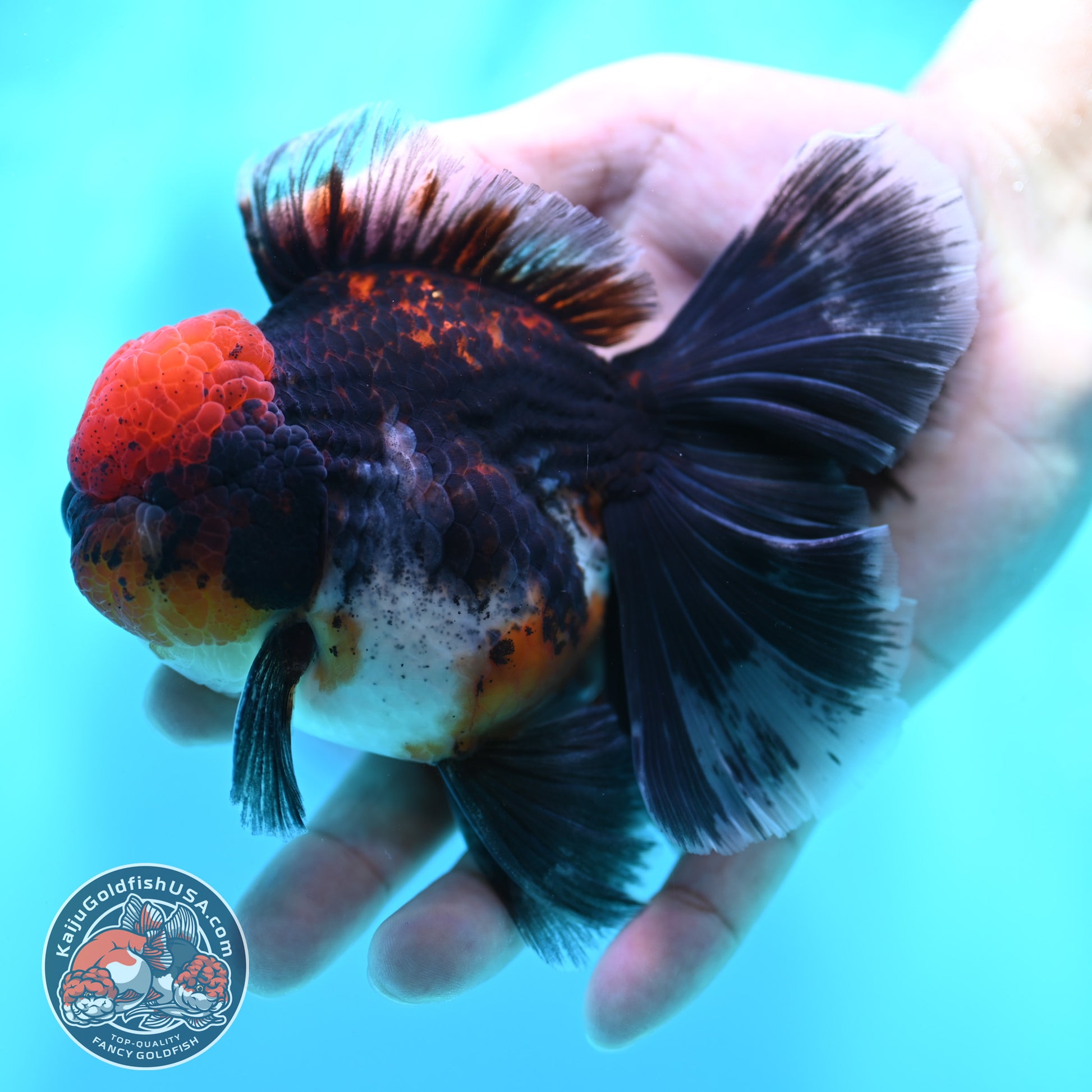 Red Kirin Orchid Tail Oranda 3.5 inch Body (260501_OR10)