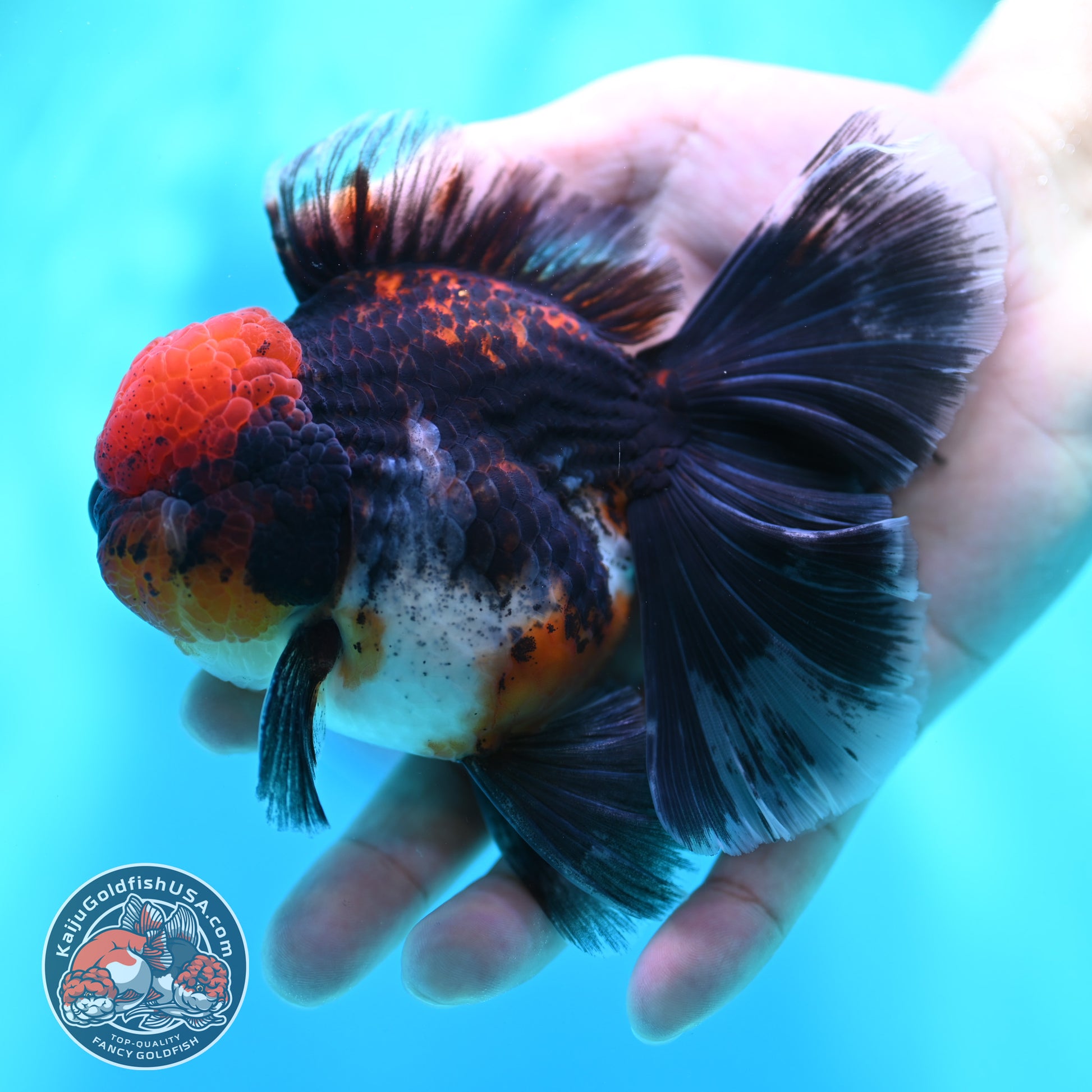 Red Kirin Orchid Tail Oranda 3.5 inch Body (260501_OR10)
