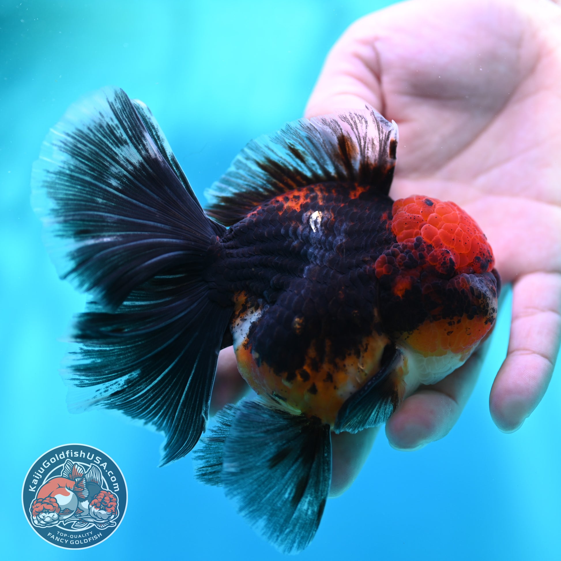 Red Kirin Orchid Tail Oranda 3.5 inch Body (260501_OR10)