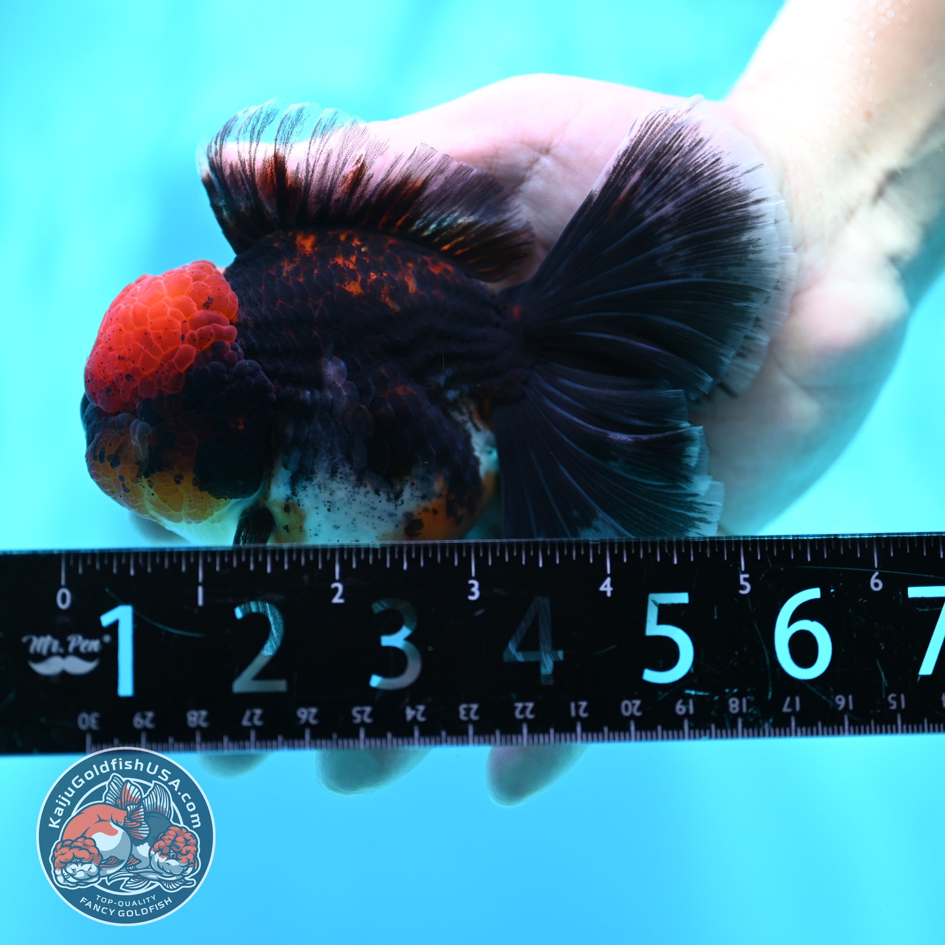 Red Kirin Orchid Tail Oranda 3.5 inch Body (260501_OR10)