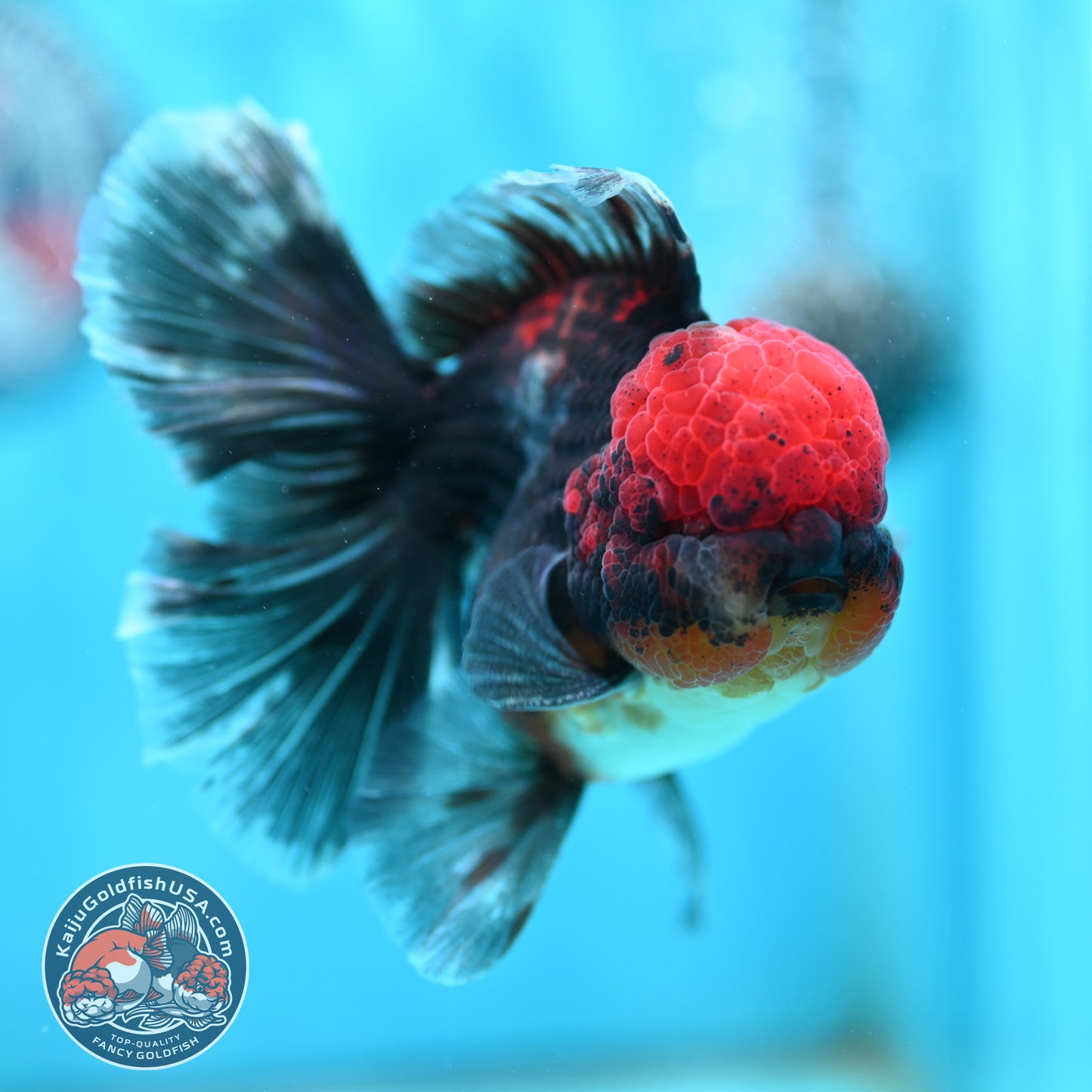 Red Kirin Orchid Tail Oranda 3.5 inch Body (260501_OR10)
