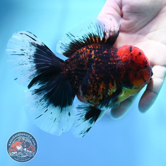 Red Kirin Orchid Tail Oranda 3.5 inch Body (260515_OR21)