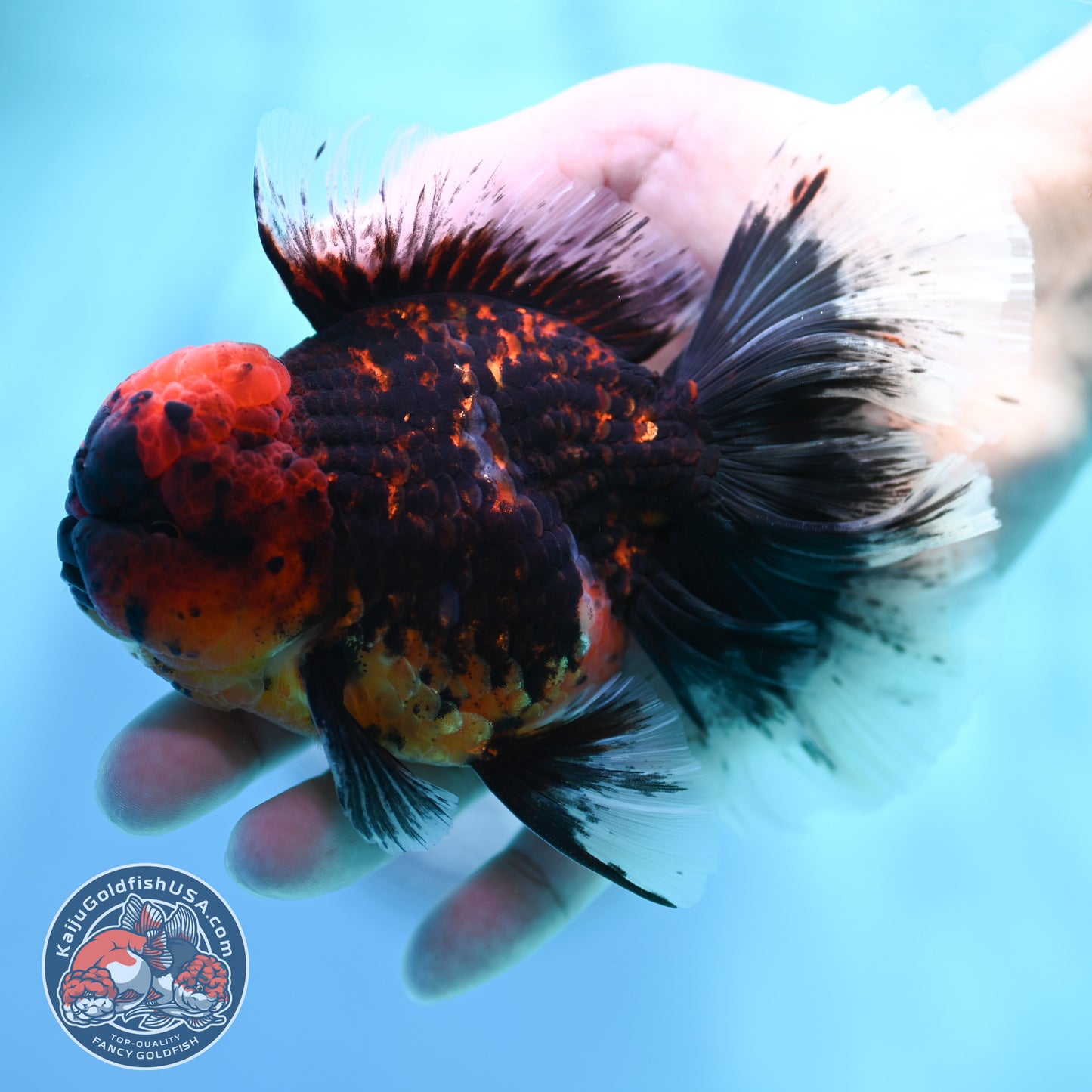 Red Kirin Orchid Tail Oranda 3.5 inch Body (260515_OR21)
