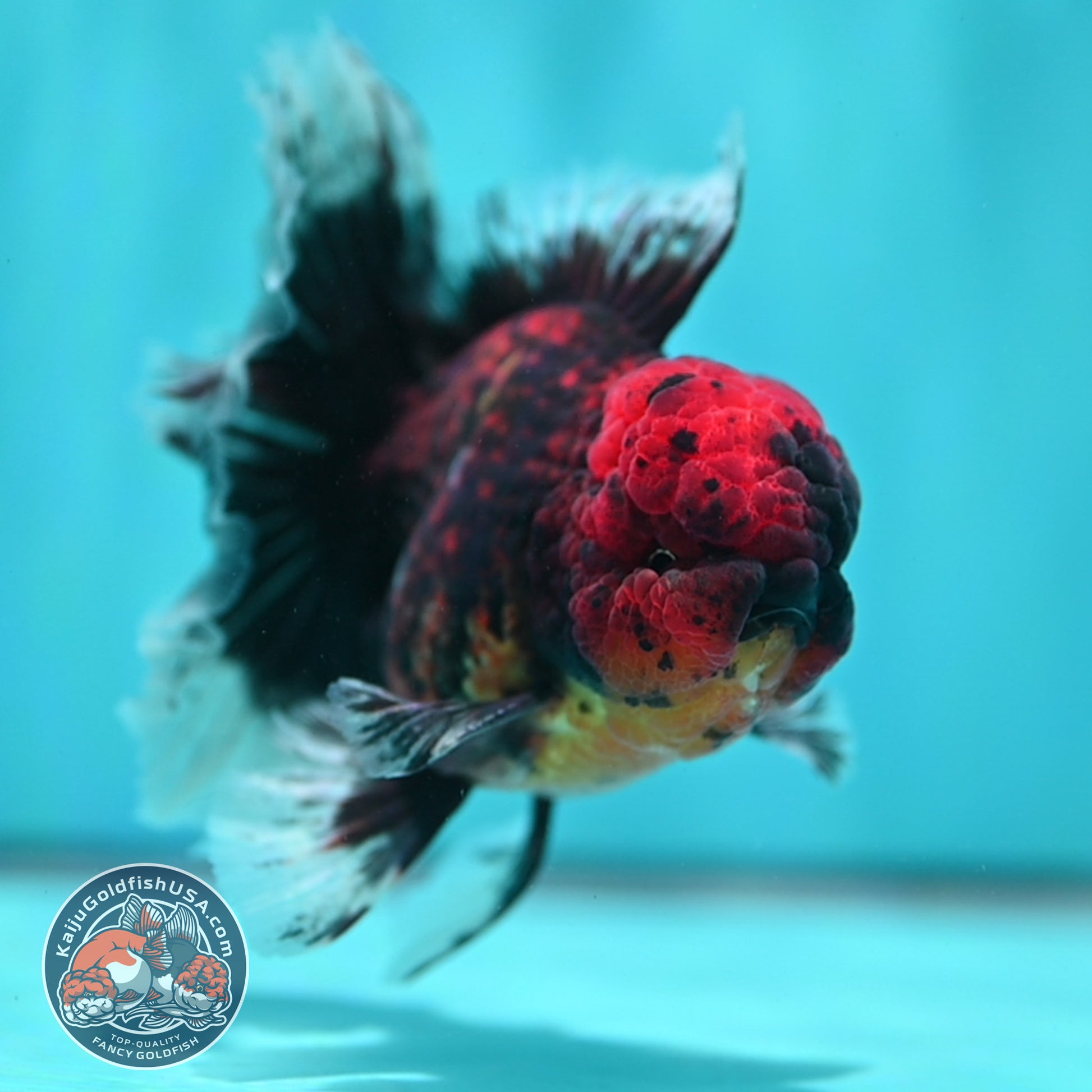 Red Kirin Orchid Tail Oranda 3.5 inch Body (260515_OR21)