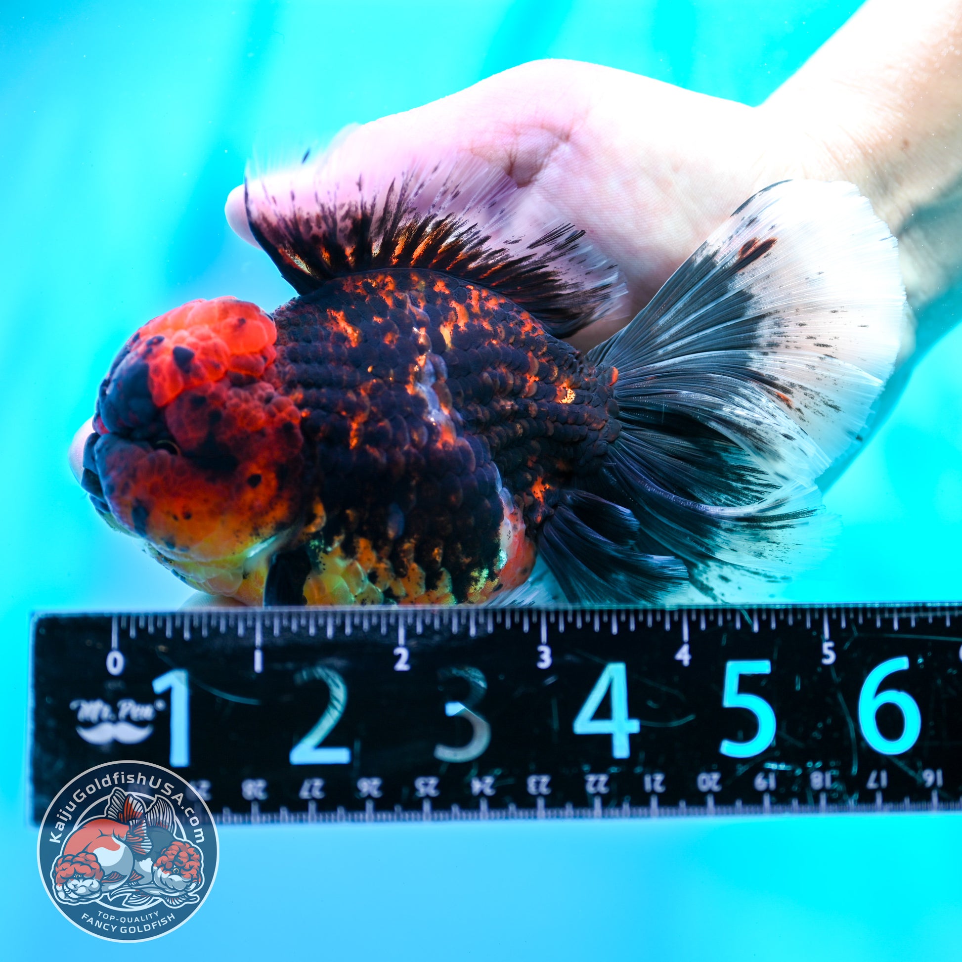 Red Kirin Orchid Tail Oranda 3.5 inch Body (260515_OR21)