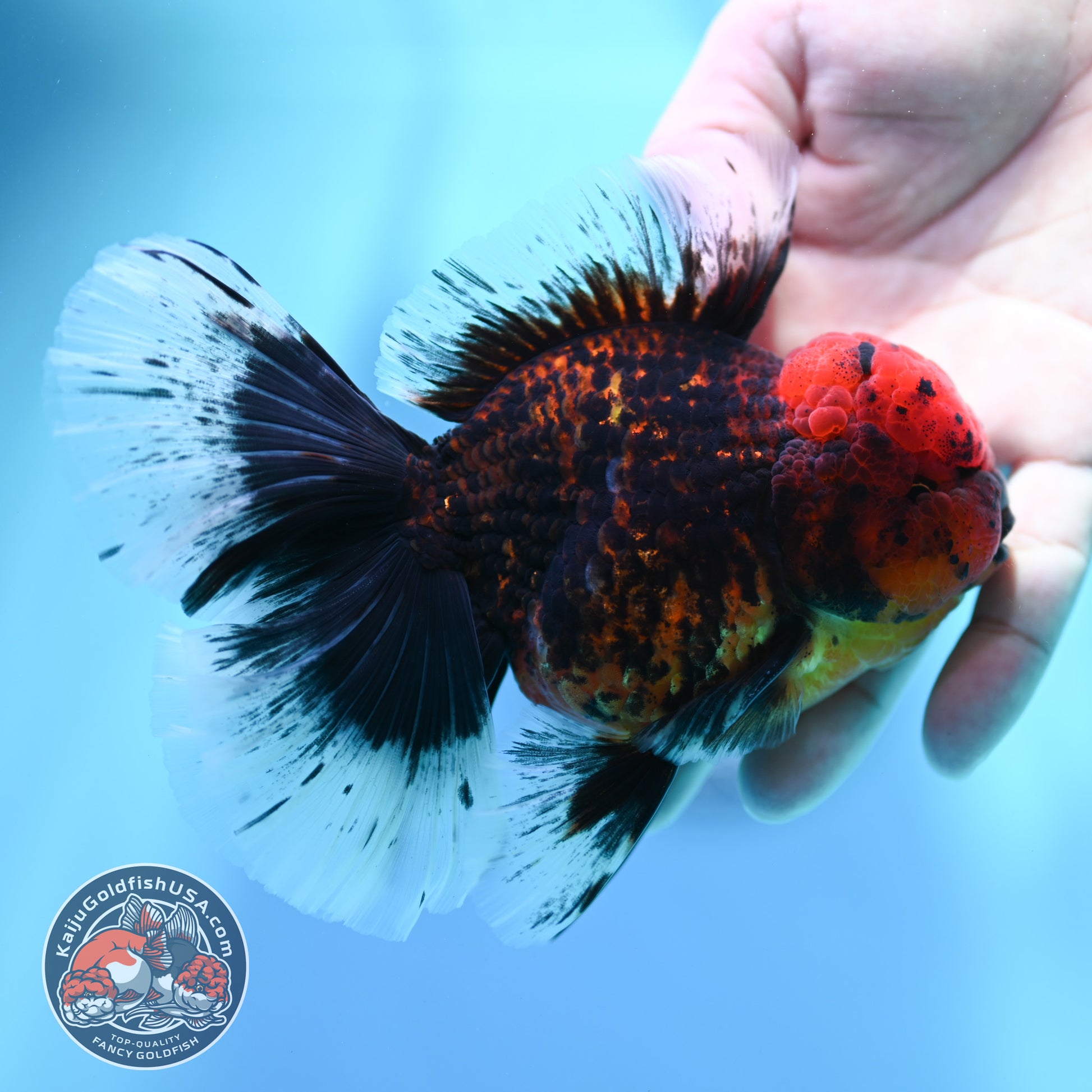 Red Kirin Orchid Tail Oranda 3.5 inch Body (260515_OR21)