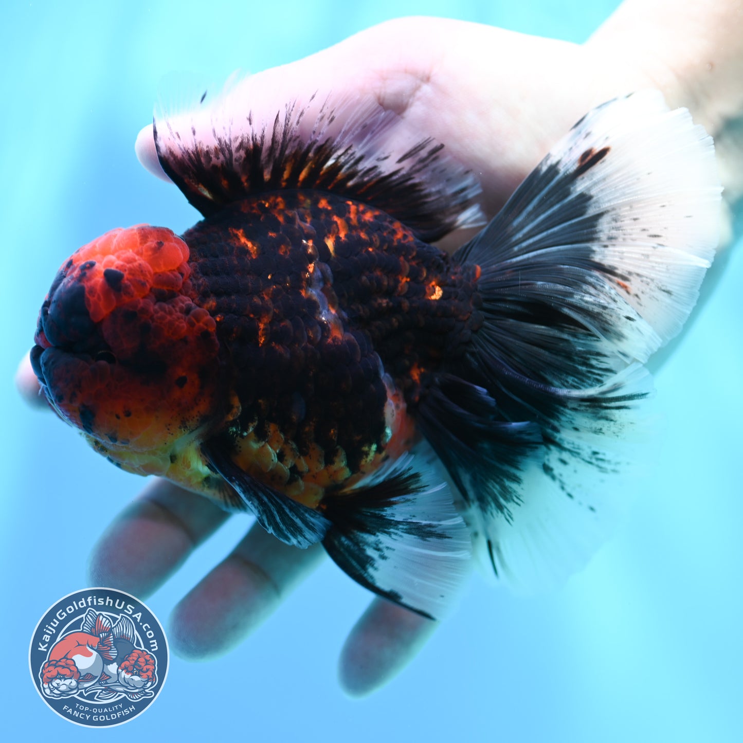 Red Kirin Orchid Tail Oranda 3.5 inch Body (260515_OR21)