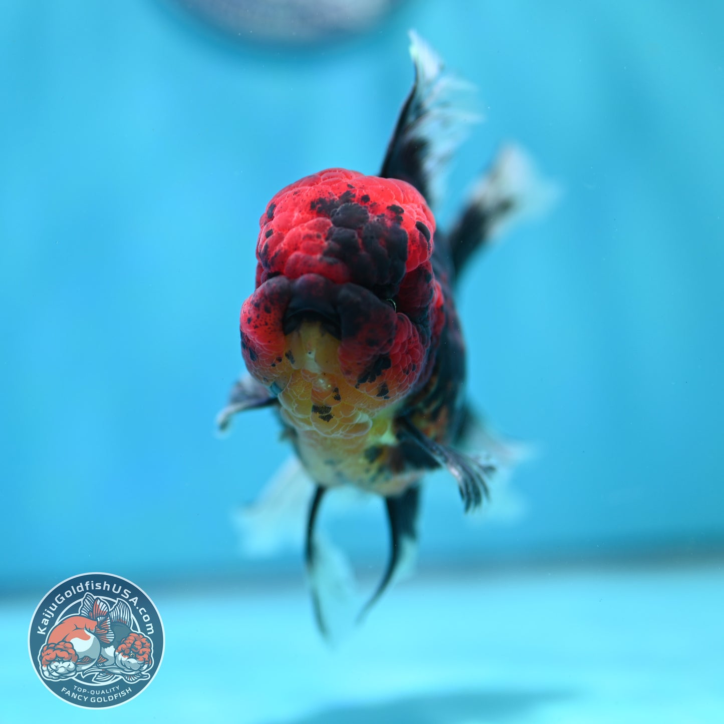 Red Kirin Orchid Tail Oranda 3.5 inch Body (260515_OR21)