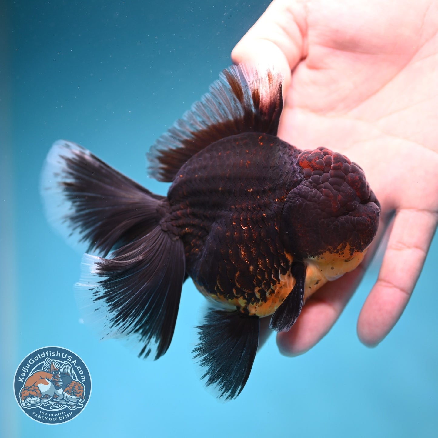 Red Kirin Orchid Tail Oranda 3.5 inch Body (260814_OR24)