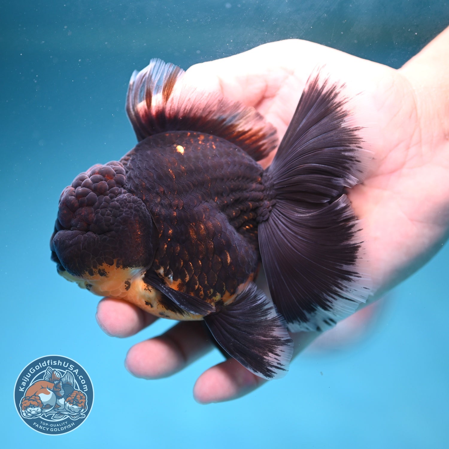 Red Kirin Orchid Tail Oranda 3.5 inch Body (260814_OR24)