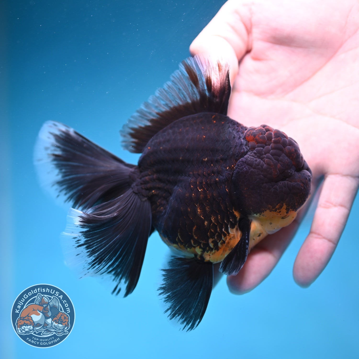 Red Kirin Orchid Tail Oranda 3.5 inch Body (260814_OR24)