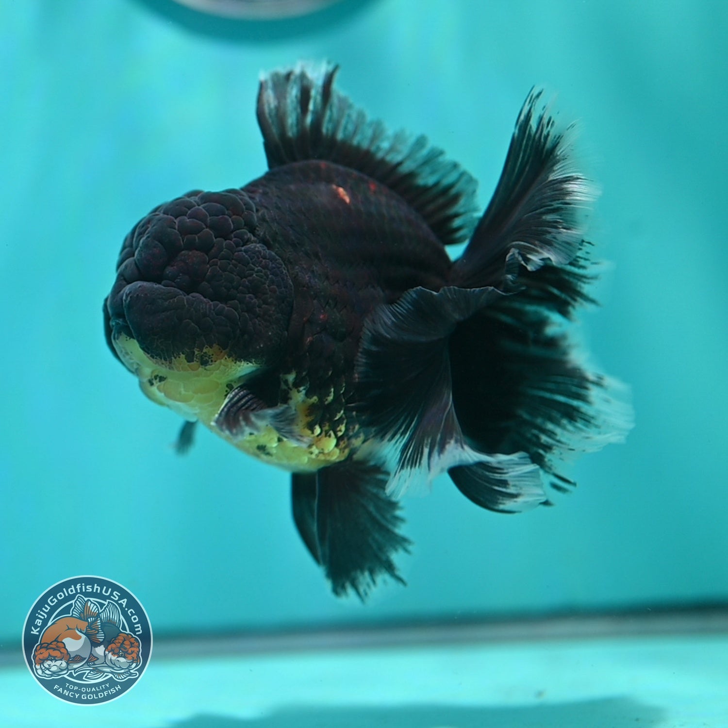 Red Kirin Orchid Tail Oranda 3.5 inch Body (260814_OR24)