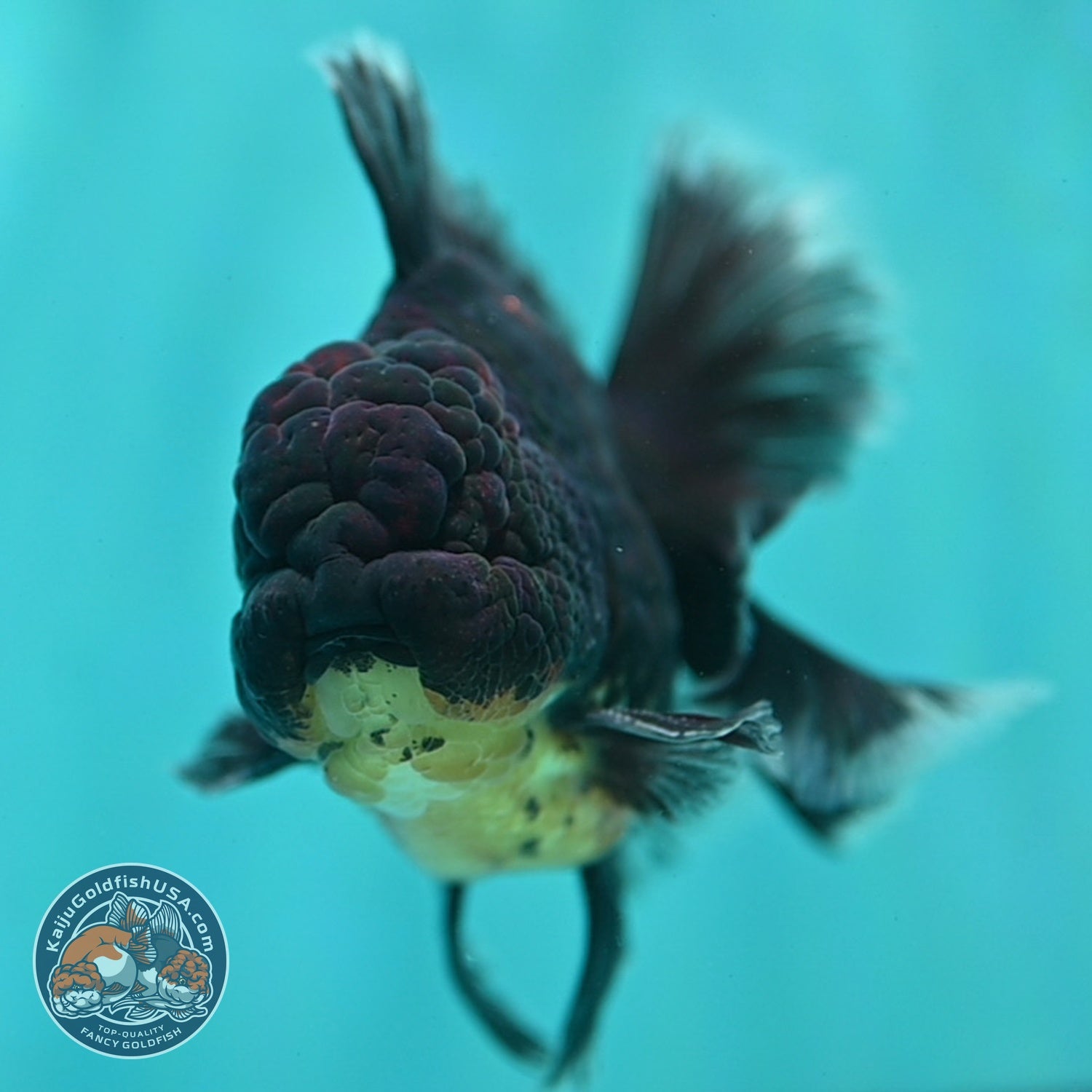 Red Kirin Orchid Tail Oranda 3.5 inch Body (260814_OR24)