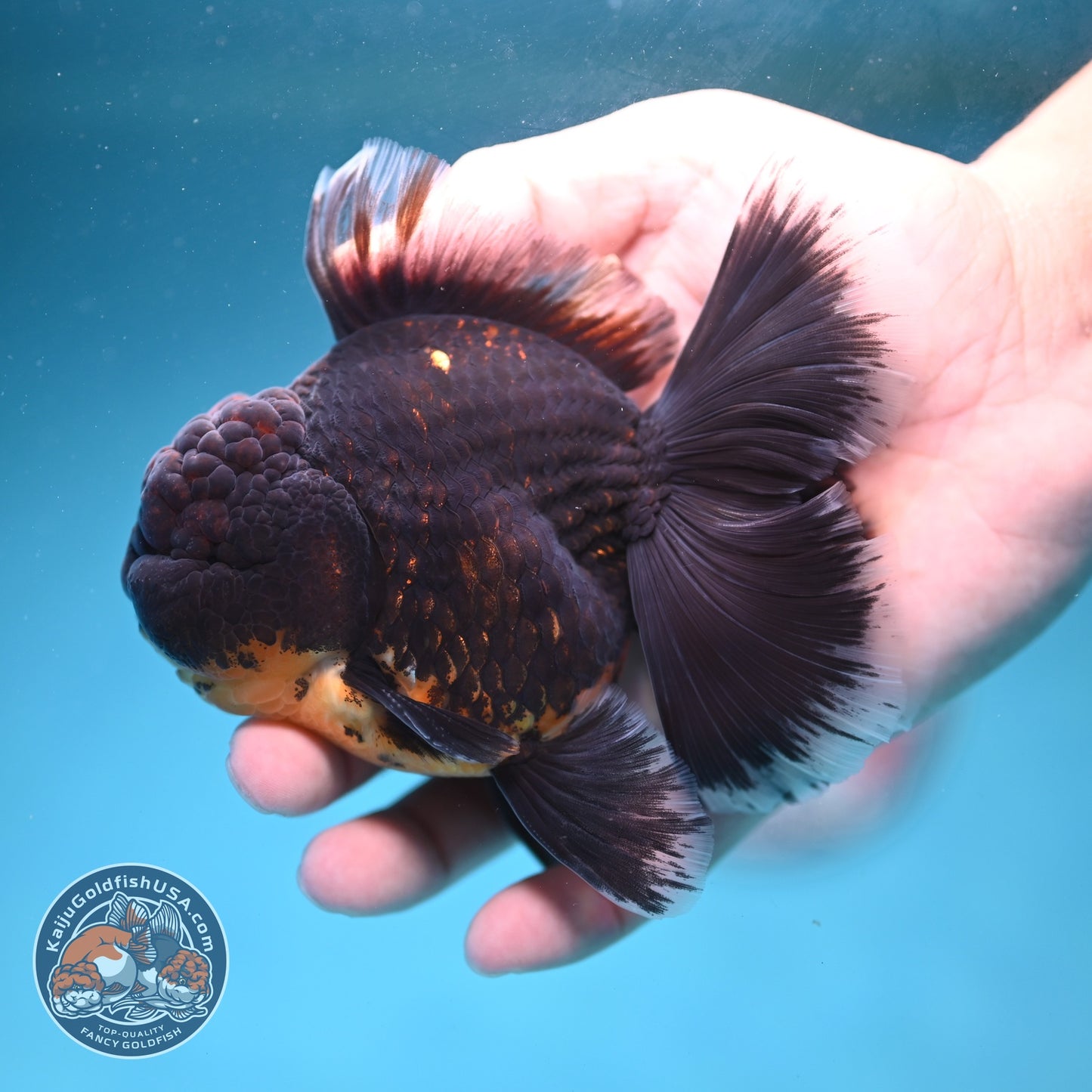 Red Kirin Orchid Tail Oranda 3.5 inch Body (260814_OR24)