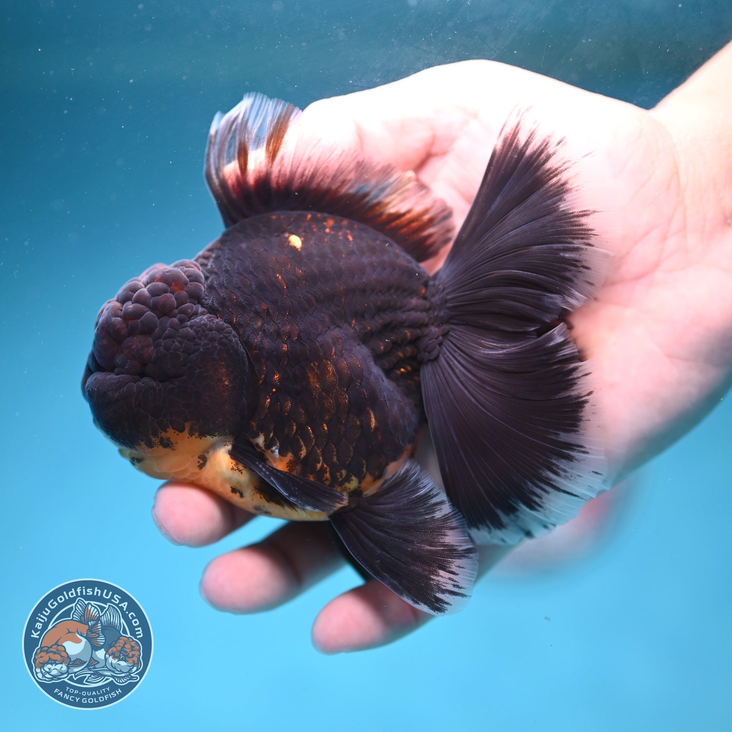 Red Kirin Orchid Tail Oranda 3.5 inch Body (260814_OR24)