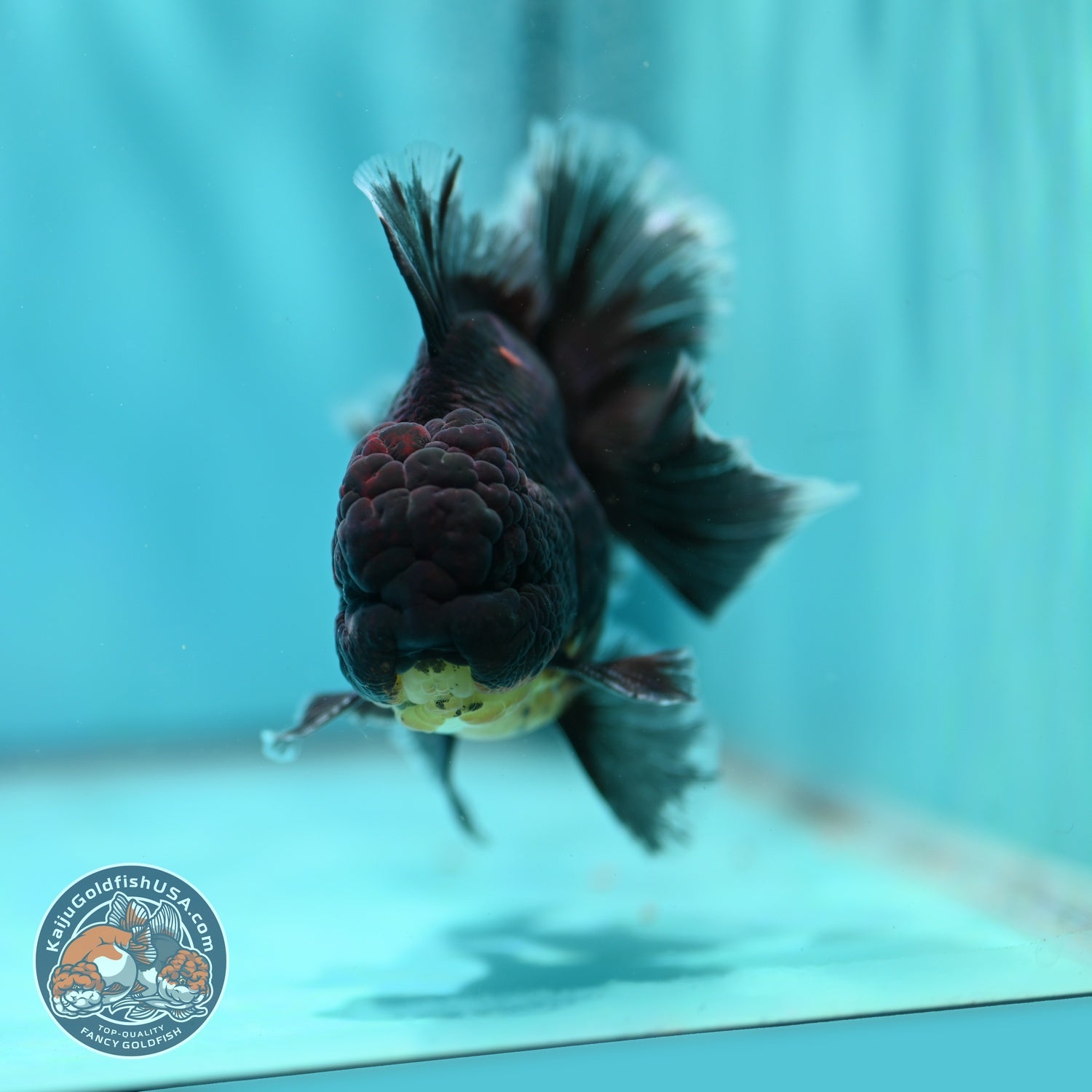 Red Kirin Orchid Tail Oranda 3.5 inch Body (260814_OR24)