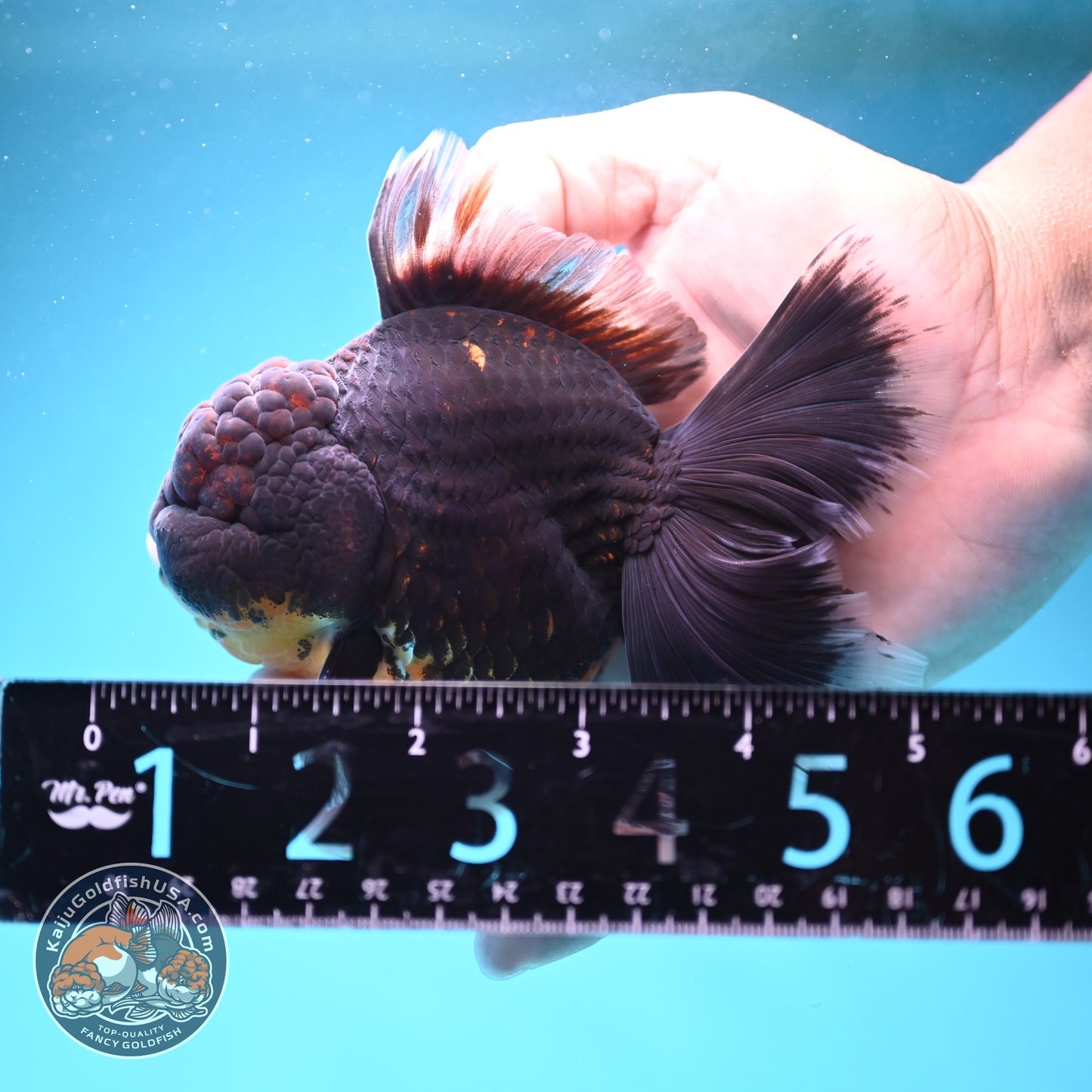 Red Kirin Orchid Tail Oranda 3.5 inch Body (260814_OR24)