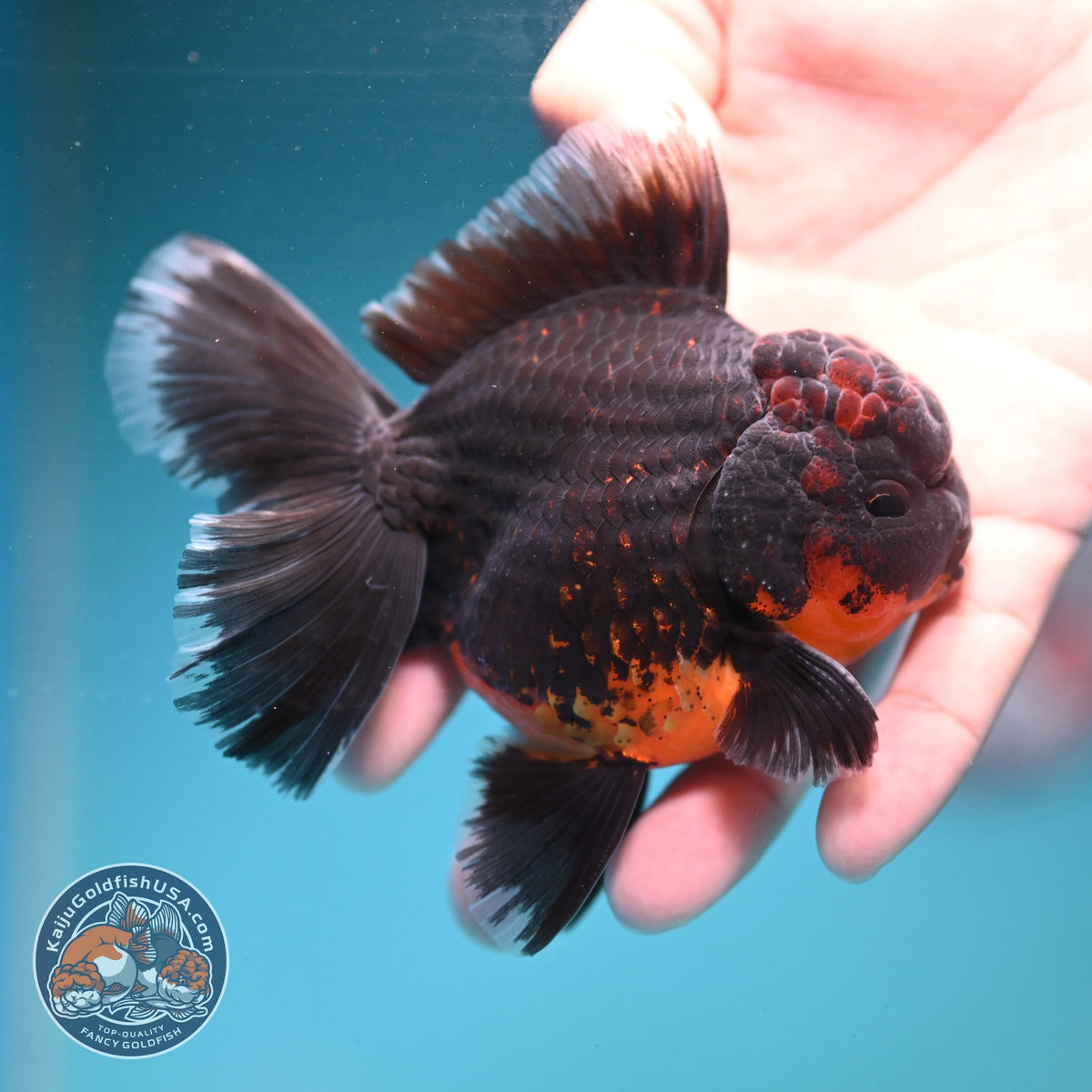 Red Kirin Orchid Tail Oranda 3.5 inch Body (260904_OR08)