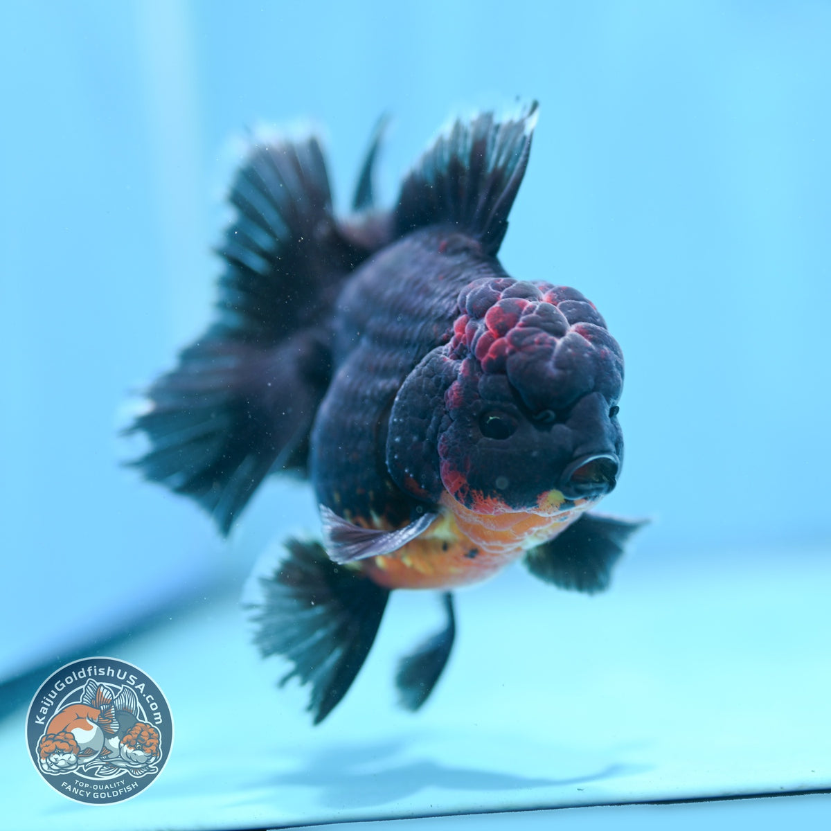Red Kirin Orchid Tail Oranda 3.5 inch Body (260904_OR08)
