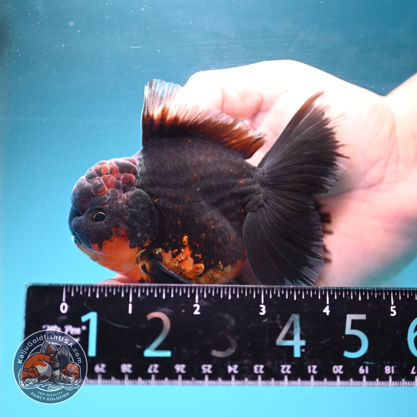 Red Kirin Orchid Tail Oranda 3.5 inch Body (260904_OR08)