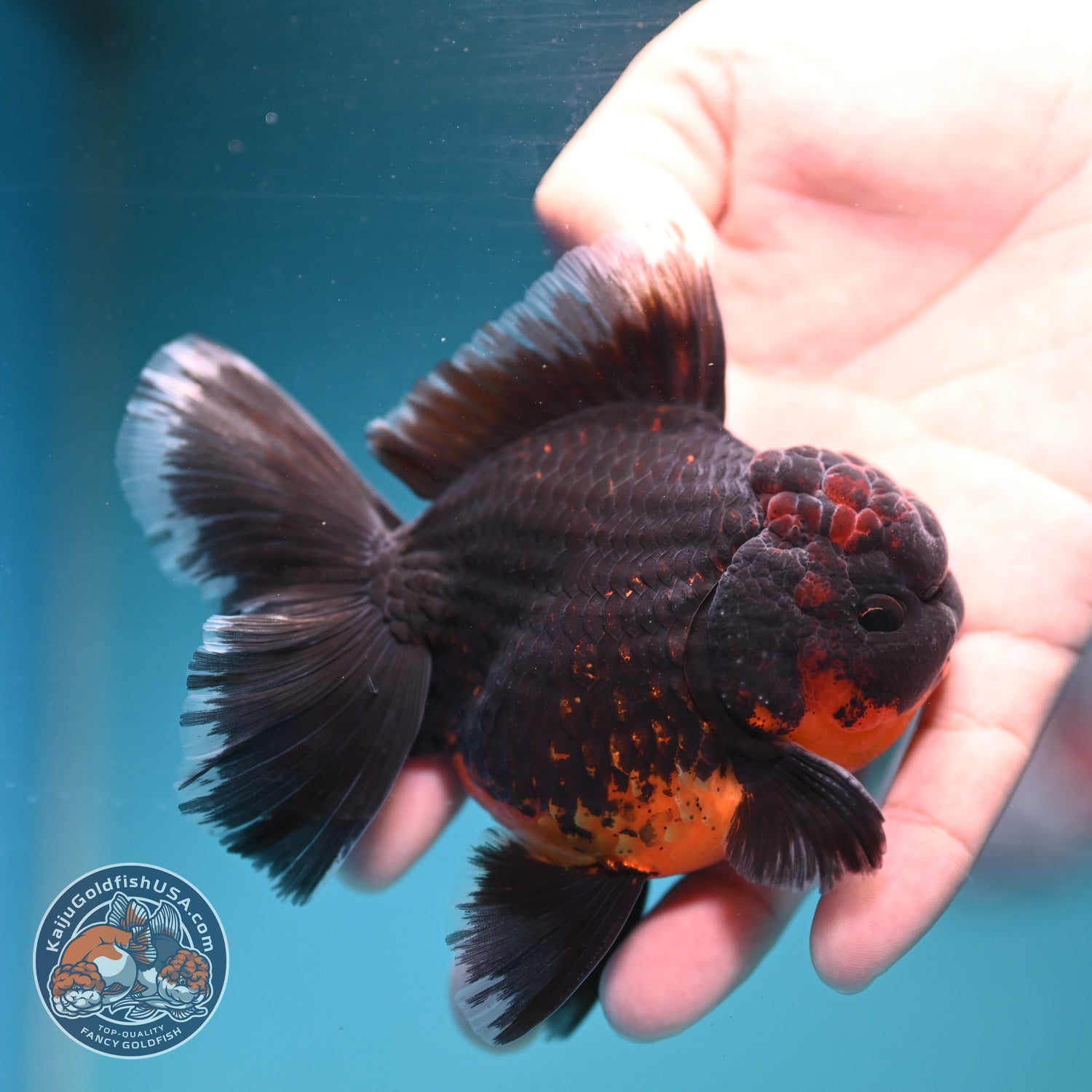 Red Kirin Orchid Tail Oranda 3.5 inch Body (260904_OR08)